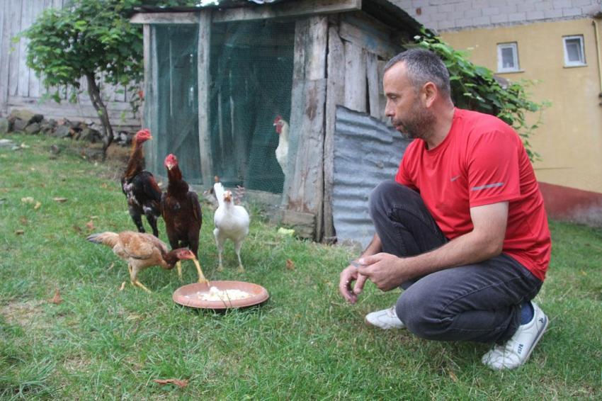 Ordu’da bir garip olay! Kuluçkaya yatan horoz civcivleri çıkarttı: Hem annelik hem de babalık yapıyor
