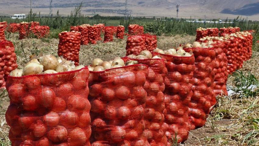 Tarlada kilosu 15 lira sofraya gelene kadar 60 lirayı buluyor! Yazlık soğan üreticisinin yüzünü güldürüyor