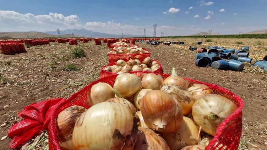 Tarlada kilosu 15 lira sofraya gelene kadar 60 lirayı buluyor! Yazlık soğan üreticisinin yüzünü güldürüyor