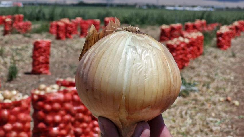 Tarlada kilosu 15 lira sofraya gelene kadar 60 lirayı buluyor! Yazlık soğan üreticisinin yüzünü güldürüyor