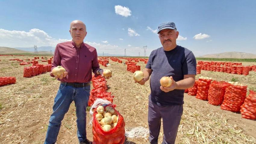 Tarlada kilosu 15 lira sofraya gelene kadar 60 lirayı buluyor! Yazlık soğan üreticisinin yüzünü güldürüyor