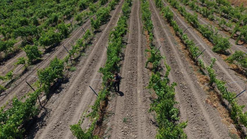 Almanya'daki düzenini bırakıp köyüne döndü! 300 dönüm tarlada üretmeye başladı, şimdi ihracat yapıyor