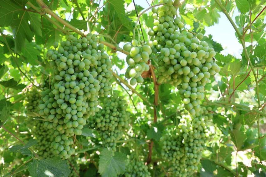 Almanya'daki düzenini bırakıp köyüne döndü! 300 dönüm tarlada üretmeye başladı, şimdi ihracat yapıyor