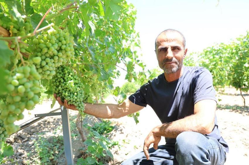 Almanya'daki düzenini bırakıp köyüne döndü! 300 dönüm tarlada üretmeye başladı, şimdi ihracat yapıyor