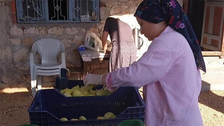 Mut'un 'beyaz altınında' rekolte şoku: 'Yok yılında' verim üçte bire düştü