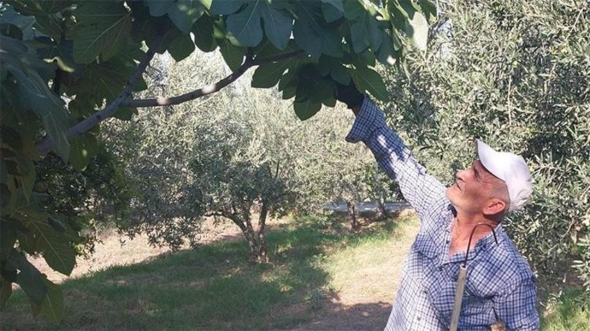 Mut'un 'beyaz altınında' rekolte şoku: 'Yok yılında' verim üçte bire düştü
