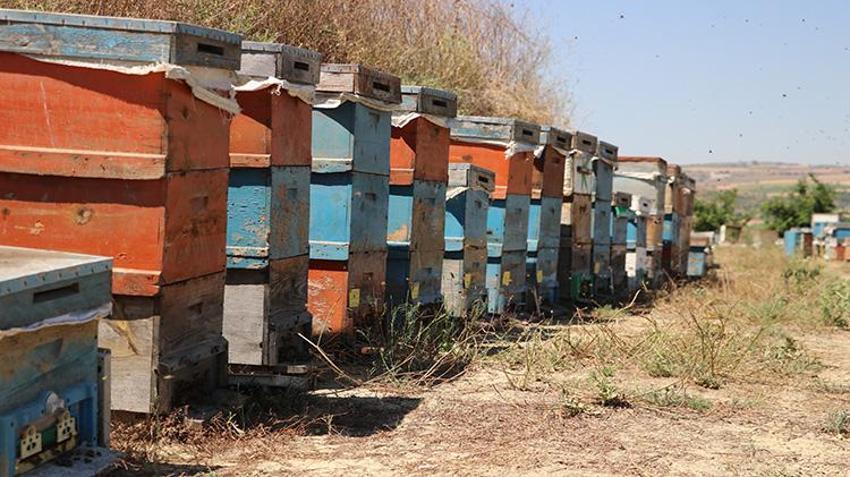 30 yıl önce tarlada bulduğu tek bir kovanla başlamıştı! Eşinin desteğiyle dev çiftliğe dönüştürdü