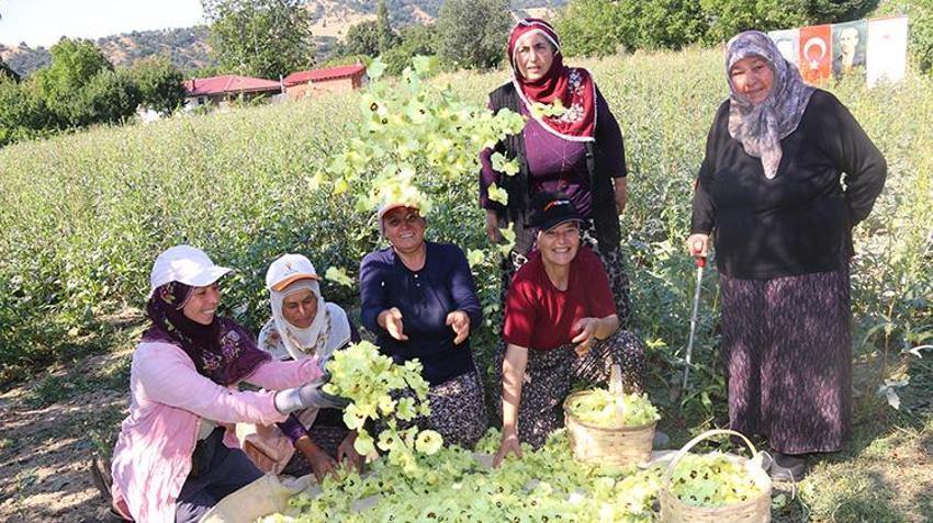 Anadolu’nu 'kuru altını, köylünün gizli hazinesi tarlada: Çiçek açınca toplanıyor, emeği çok ama her şeye değiyor!