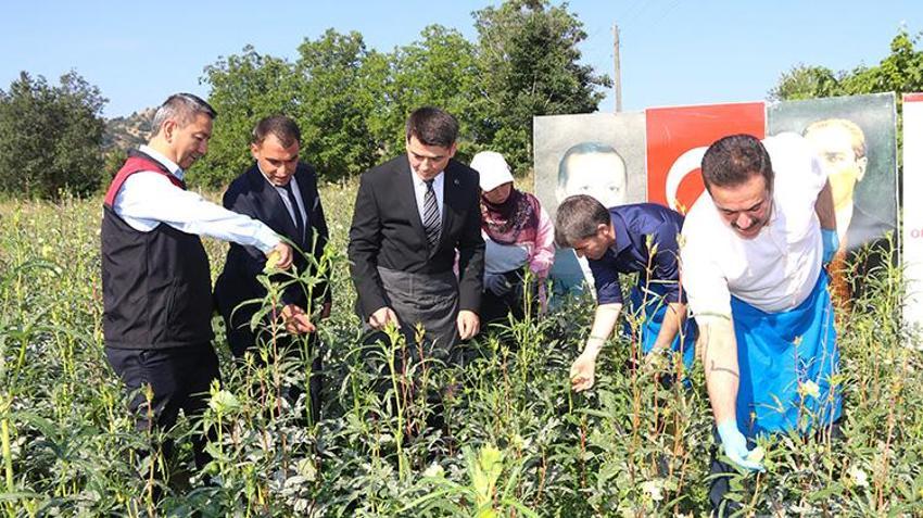 Anadolu’nu 'kuru altını, köylünün gizli hazinesi tarlada: Çiçek açınca toplanıyor, emeği çok ama her şeye değiyor!