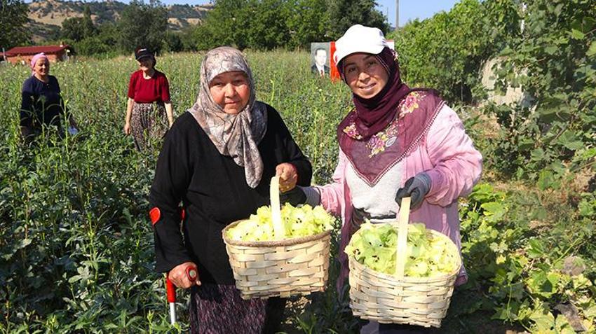 Anadolu’nu 'kuru altını, köylünün gizli hazinesi tarlada: Çiçek açınca toplanıyor, emeği çok ama her şeye değiyor!