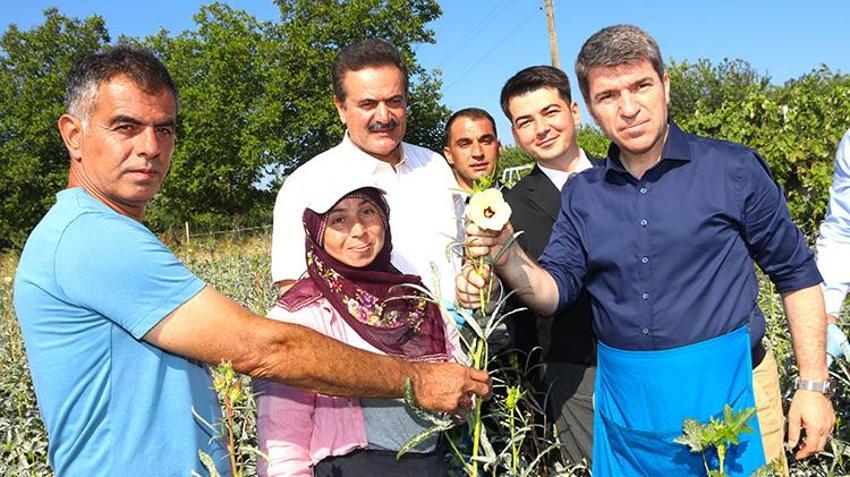 Anadolu’nu 'kuru altını, köylünün gizli hazinesi tarlada: Çiçek açınca toplanıyor, emeği çok ama her şeye değiyor!