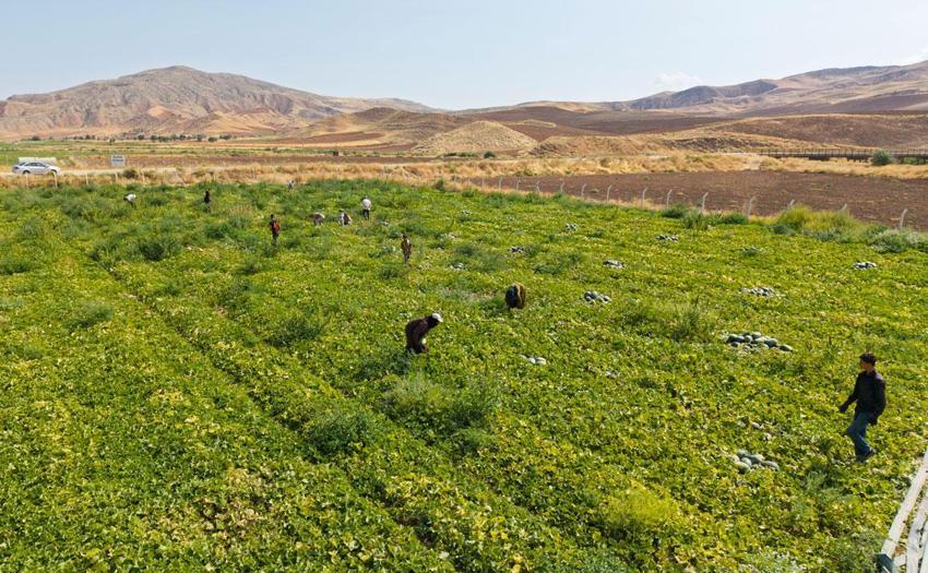 Lezzetiyle öne çıkan Delice kavununun hasadı üreticinin yüzünü güldürdü: Rekolte de kalite de yüksek