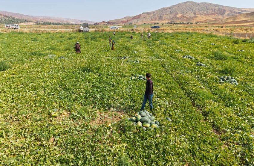 Lezzetiyle öne çıkan Delice kavununun hasadı üreticinin yüzünü güldürdü: Rekolte de kalite de yüksek