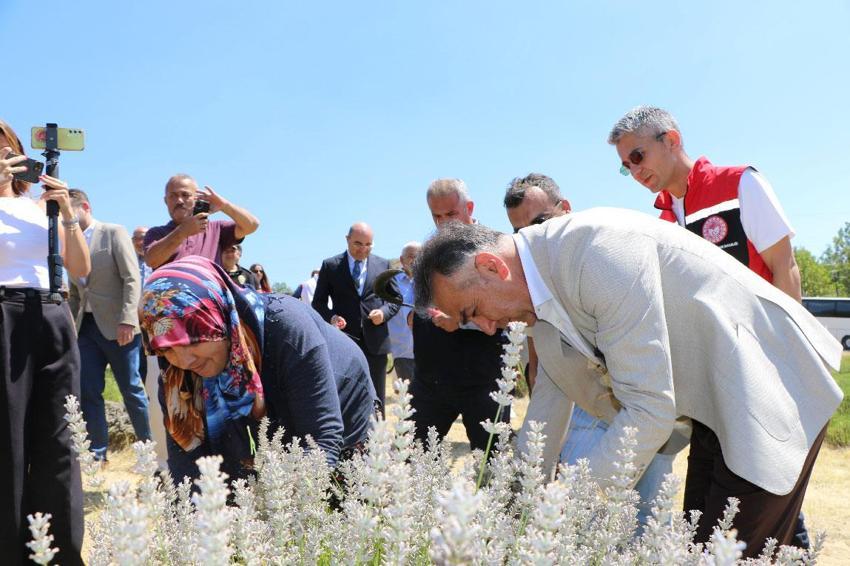 Kilogramı 650 bin liradan satılan 500 kilo safran soğanı Safranova'da 7 dekarlık alana dikildi