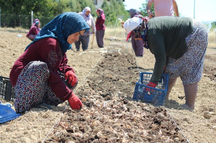Kilogramı 650 bin liradan satılan 500 kilo safran soğanı Safranova'da 7 dekarlık alana dikildi