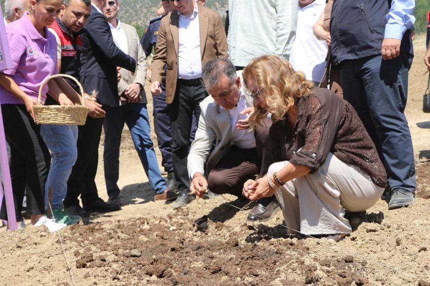 Kilogramı 650 bin liradan satılan 500 kilo safran soğanı Safranova'da 7 dekarlık alana dikildi