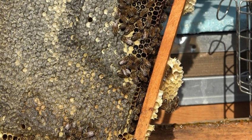 Tunceli'nin eşsiz doğasında binlerce çiçekten sofralara uzanan emek: Bal sağımı başladı