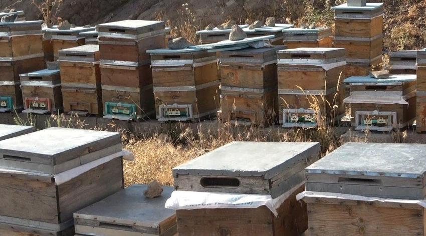 Tunceli'nin eşsiz doğasında binlerce çiçekten sofralara uzanan emek: Bal sağımı başladı