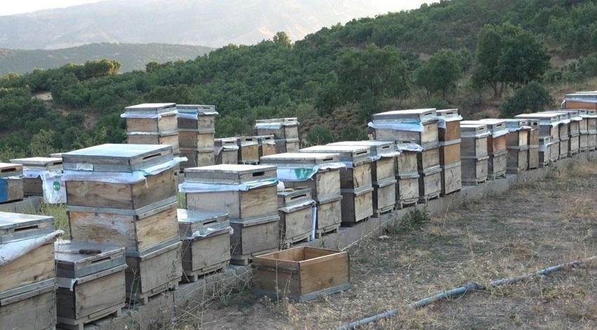 Tunceli'nin eşsiz doğasında binlerce çiçekten sofralara uzanan emek: Bal sağımı başladı