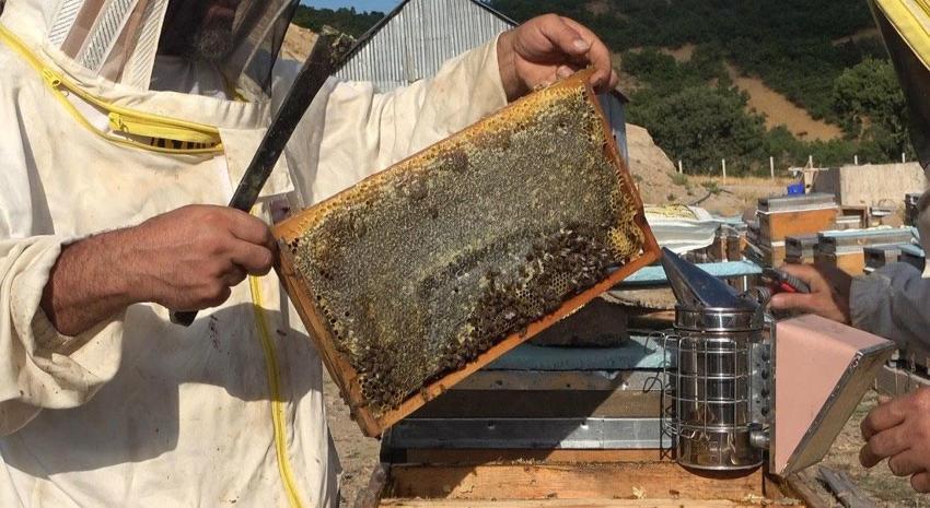 Tunceli'nin eşsiz doğasında binlerce çiçekten sofralara uzanan emek: Bal sağımı başladı
