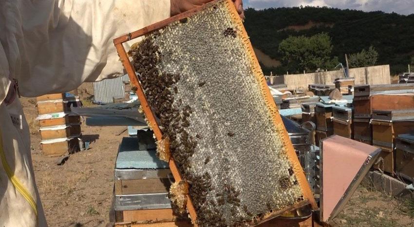 Tunceli'nin eşsiz doğasında binlerce çiçekten sofralara uzanan emek: Bal sağımı başladı