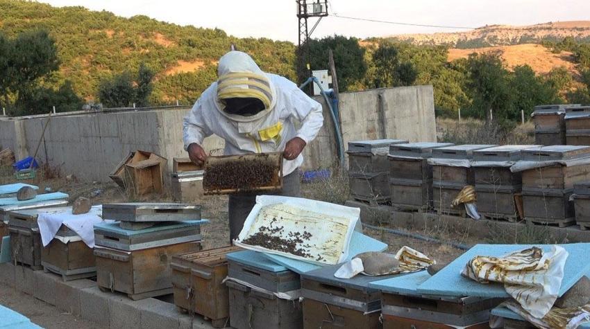Tunceli'nin eşsiz doğasında binlerce çiçekten sofralara uzanan emek: Bal sağımı başladı