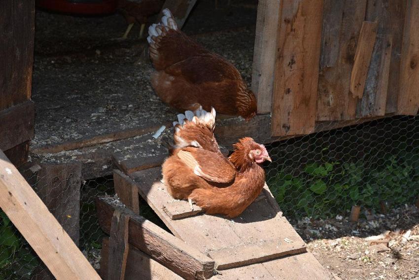Dükkanını kapatıp köyüne döndü, hobi olarak başladığı tavukçulukta müşterilere yetişemiyor