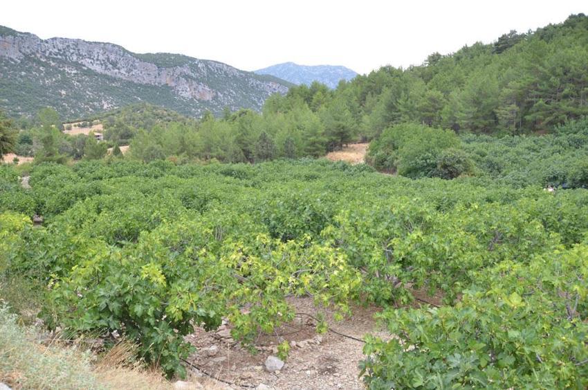 Antalya'nın siyah altınını yağmur, dolu ve sıcaklık vurdu!