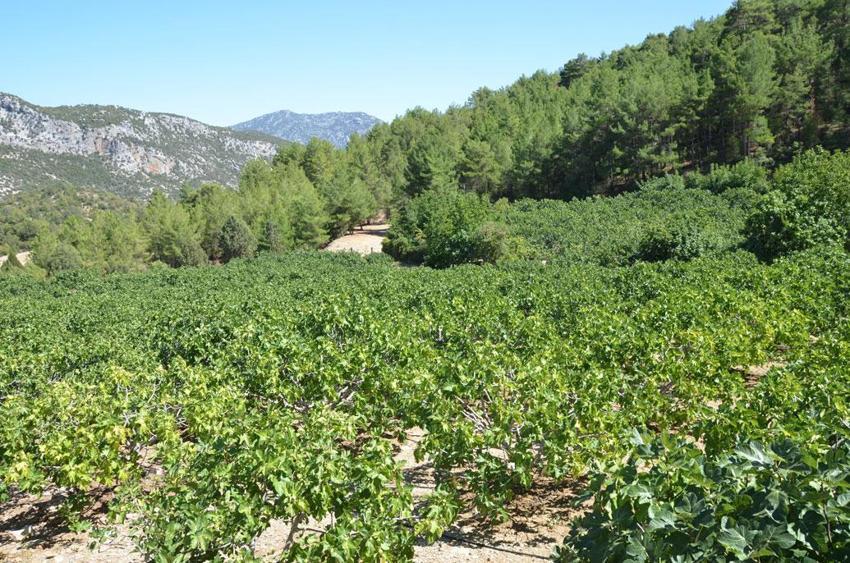 Antalya'nın siyah altınını yağmur, dolu ve sıcaklık vurdu!