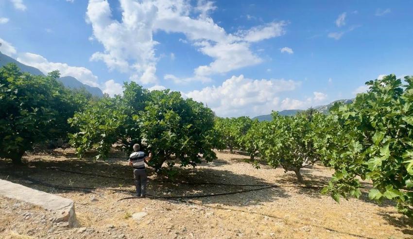Antalya'nın siyah altınını yağmur, dolu ve sıcaklık vurdu!