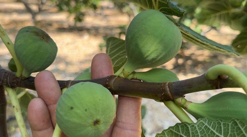 Antalya'nın siyah altınını yağmur, dolu ve sıcaklık vurdu!