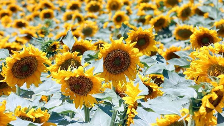 Hileli sanmayın, dünyanın en kalitelisi! Aksaray'da ayçiçeği tarlalarında üretiliyor, üç ülke almak için sıra bekliyor