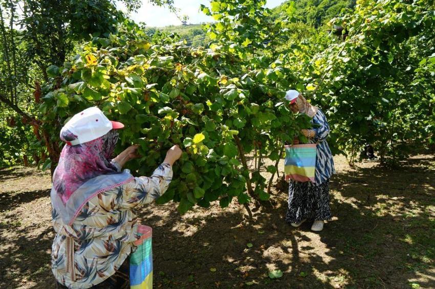 Geçen yıl don vurmuştu, bu yıl rekolte üçe katlandı: Samsun'da 115 bin ton fındık bekleniyor!