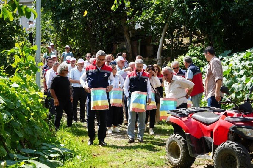 Geçen yıl don vurmuştu, bu yıl rekolte üçe katlandı: Samsun'da 115 bin ton fındık bekleniyor!