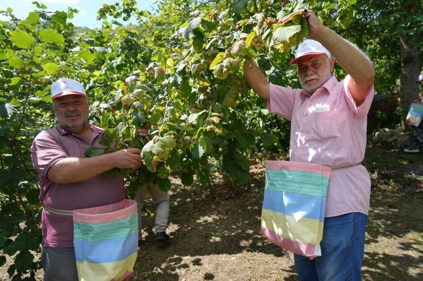 Geçen yıl don vurmuştu, bu yıl rekolte üçe katlandı: Samsun'da 115 bin ton fındık bekleniyor!