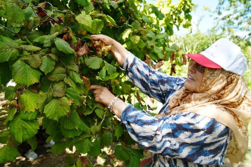 Geçen yıl don vurmuştu, bu yıl rekolte üçe katlandı: Samsun'da 115 bin ton fındık bekleniyor!