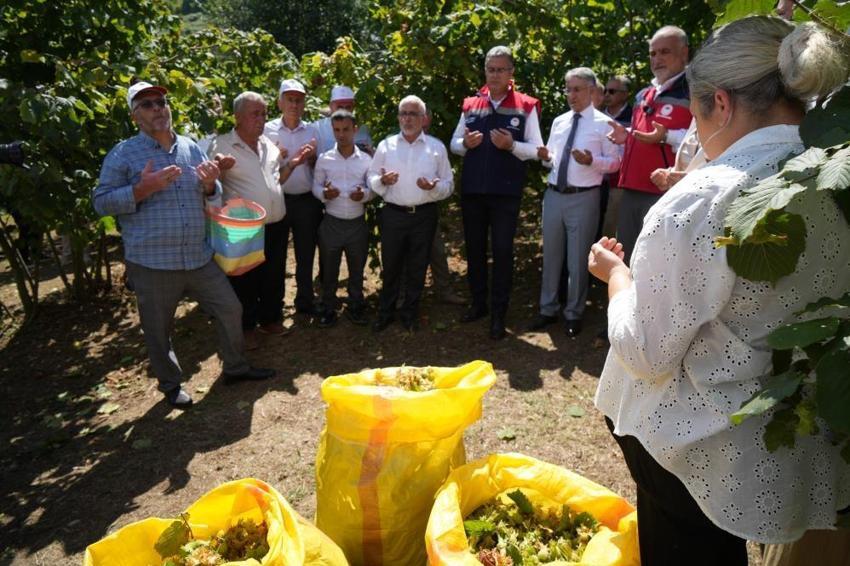 Geçen yıl don vurmuştu, bu yıl rekolte üçe katlandı: Samsun'da 115 bin ton fındık bekleniyor!