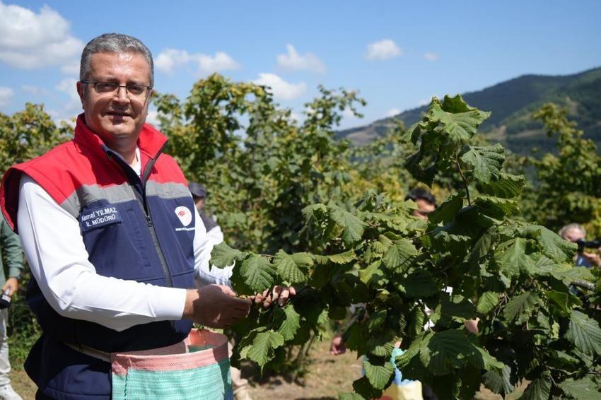 Geçen yıl don vurmuştu, bu yıl rekolte üçe katlandı: Samsun'da 115 bin ton fındık bekleniyor!