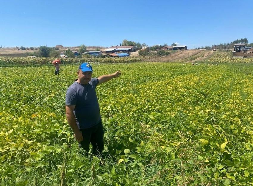 Bursa'da tavsiye üzerine ektiler, altın değerine ulaştı: 1 dönümle başladılar, şimdi bin dönümden para basıyorlar!