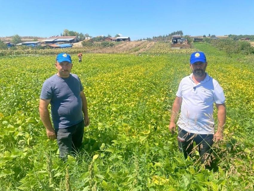 Bursa'da tavsiye üzerine ektiler, altın değerine ulaştı: 1 dönümle başladılar, şimdi bin dönümden para basıyorlar!