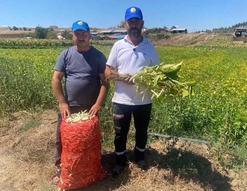 Bursa'da tavsiye üzerine ektiler, altın değerine ulaştı: 1 dönümle başladılar, şimdi bin dönümden para basıyorlar!