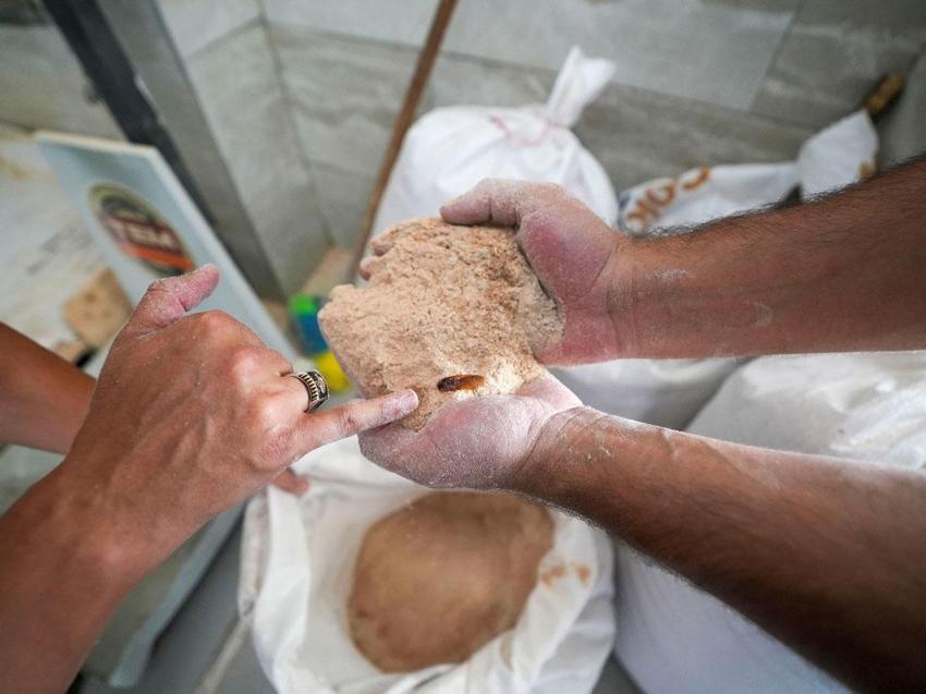 Mersin'de şoke eden görüntüler: Un fabrikasında 30 ton böceklenmiş bozuk un ele geçirildi