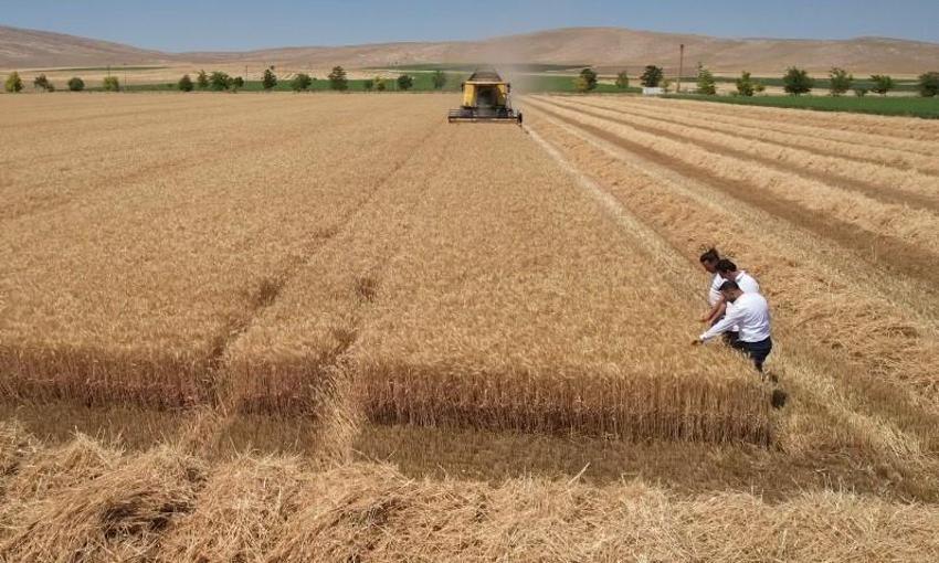 Konya Ovası'nda ekim sezonu hazırlıkları başladı: Sertifikalı tohum kullanmayan çiftçiler dikkat! %10 verim farkı oraya çıktı