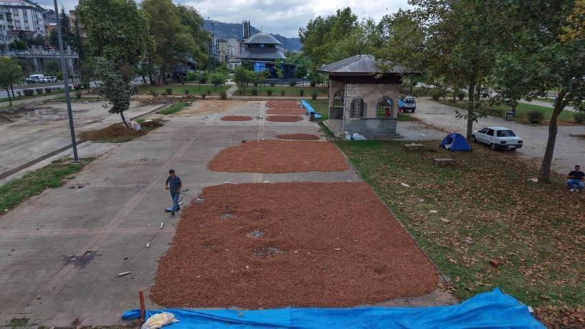 Trabzon'da yol kenarında nöbet! Hasat moralleri bozdu, binlerce lira zarar var