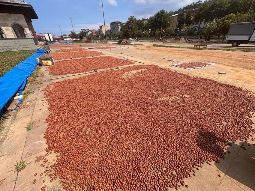 Trabzon'da yol kenarında nöbet! Hasat moralleri bozdu, binlerce lira zarar var
