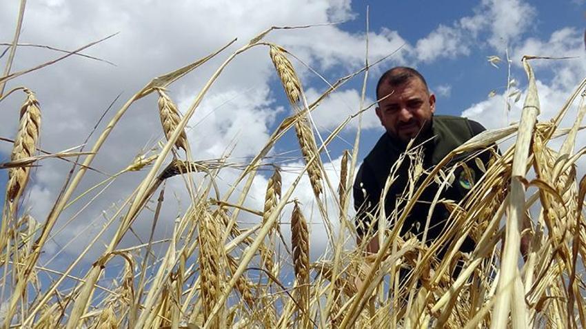 Kars tarlalarında altın değerinde arpa hasadı: Rekolte %60 artışla çiftçinin yüzünü güldürdü!
