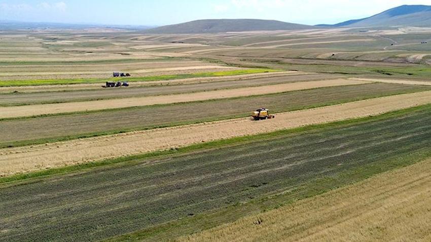Kars tarlalarında altın değerinde arpa hasadı: Rekolte %60 artışla çiftçinin yüzünü güldürdü!
