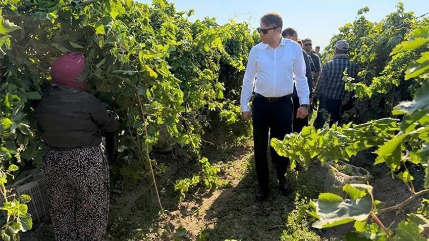 Saruhanlı’da 'sarı altın' mesaisi! Eldivenleri Taktılar, bağa girdiler!
