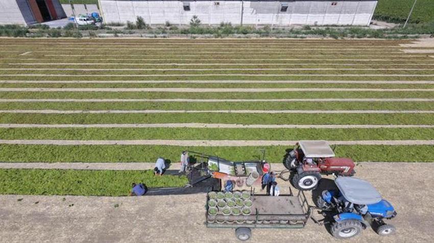 Manisa'da üzüm hasadı başladı: Asmadaki bolluk sergiye yansımadı