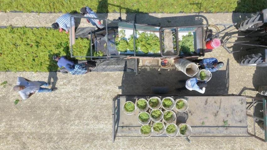 Manisa'da üzüm hasadı başladı: Asmadaki bolluk sergiye yansımadı